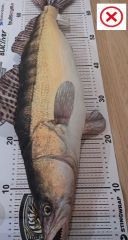 WhatsApp Image 2025-09-11 at 19.54.37 (1).jpg (3)